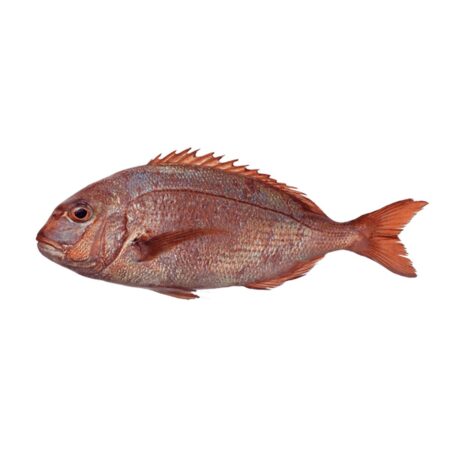 Fresh Fish Red Fagri 5G (1500-2000) FARM | Marmari - Φαγκρι Φαρμας (kg)