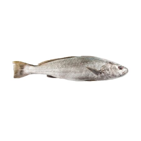 Fresh Fish Meagre 4G (1000-1500) FARM | Marmari - Κραναί (kg)